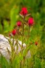 USA-Wyoming-Snowy Range. Red Indian paintbrush flowers close-up. Art Print
